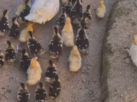 Ducks — fotografija 2