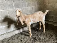Cabra, Nubian Goat — foto 4