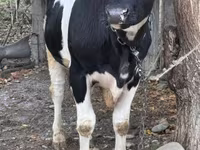 Бұқа, Russian Black pied cattle — 2-сурет