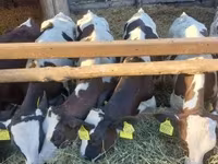 Toro, Russian Black pied cattle — foto 3