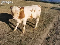Bulle, Ungarische Graue Rasse — Foto 6