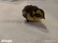 Quails — Foto 3