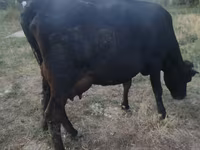 Cow, Red Polled Cow — photo 3