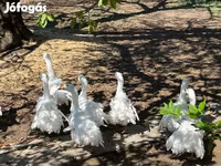 Geese — fotografija 7