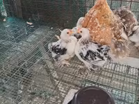 كوشين — الصورة 6