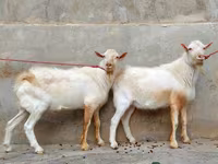 Koza, Saanen goat — fotografija 2