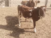Vache, Simmental cattle — photo 2