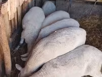 Oveja, Merino sheep — foto 3