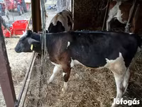 ثور, Simmental cattle — الصورة 2