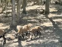 बकरा, बकरियाँ — फ़ोटो 2