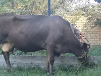Cow, Swiss cattle — photo 3