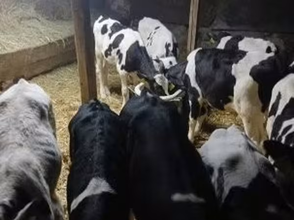 Toro, Russian Black pied cattle