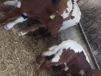 Buğa, Simmental cattle — foto 5