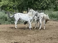 Pastuv, Mugalzhar horse — fotografija 7