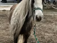 Pastuv, Gypsy horse — fotografija 6