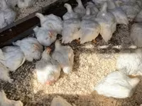 Chickens — zdjęcie 3