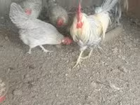gallina danesa — foto 1
