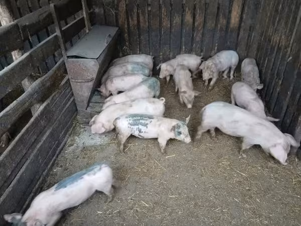 Świnie (partia, płeć nieokreślona), Świnie — Węgry