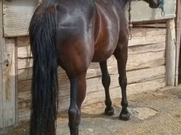 雌馬, 馬