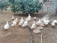 Američki pekin — fotografija 3