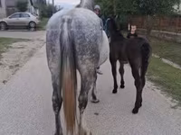Kobyła, Friesian — zdjęcie 5
