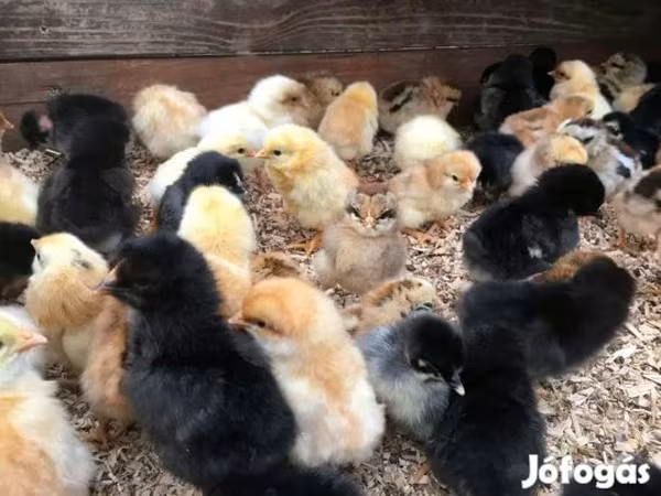 Chickens