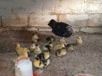 Ducks — 照片 6