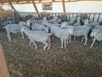 Bélier, Merino sheep — photo 1