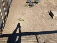 Guinea fowl — 照片 2