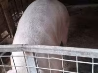 母猪, Pigs — 照片 1