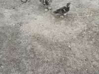 Ducks — fotografija 3