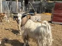 Billy Goat, Goats — photo 4