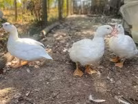 Ducks — fotografija 5