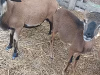 Widder, Cameroon sheep — Foto 1