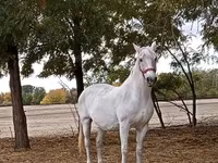 घोड़ी, Lipizzaner — फ़ोटो 1