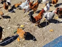 Chickens — 照片 1