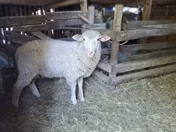 雄羊, Ile-de-France sheep — ハンガリー