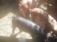 मादा सूअर, सूअर — फ़ोटो 4