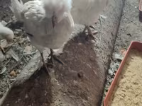 Leghorn — fotografija 3