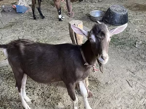 Kozioł, Kozy