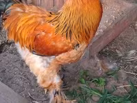 براهما — الصورة 1
