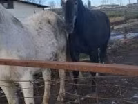 حصان, Lipizzaner — الصورة 2