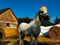حصان, الخيول — الصورة 2