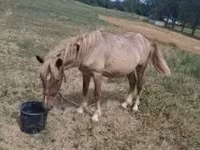 Caballo, Caballos — foto 1