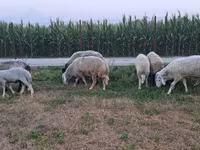 Ram, Sheep — photo 3
