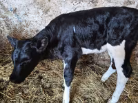 Krava, Russian Black pied cattle — fotografija 2