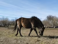 घोड़ा, Hucul pony — फ़ोटो 1