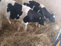 بقرة, Russian Black pied cattle — الصورة 7