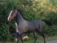 Pastuv, Lipizzaner — fotografija 2