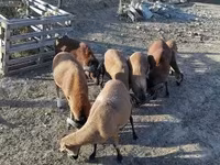 公羊, Cameroon sheep — 照片 6